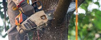 Best Commercial Tree Services  in Oroville, CA